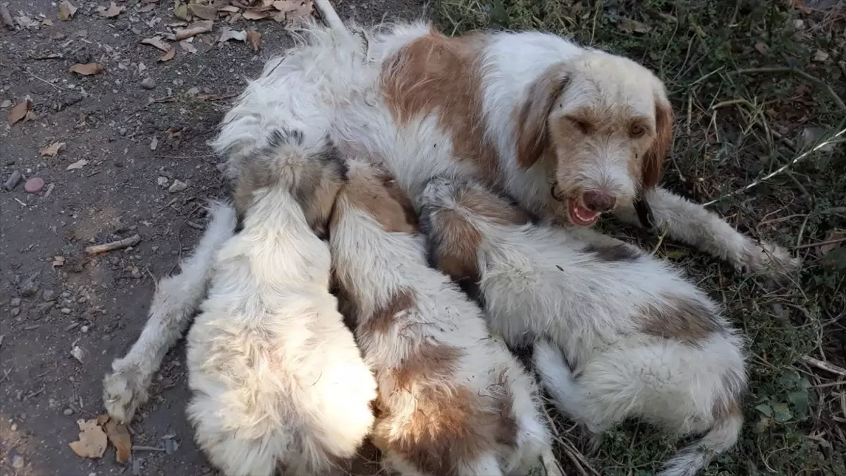 Çukurdan Kurtarılan Yavru Köpek